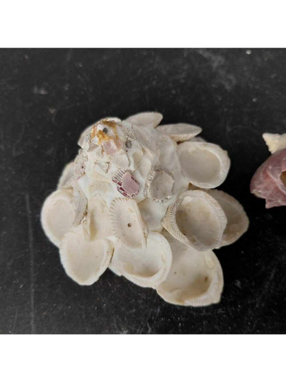 Seashell Barnacle Cluster Decorative Balls Set 2 Nautical Multicolor Beach Decor - Picture 4 of 16